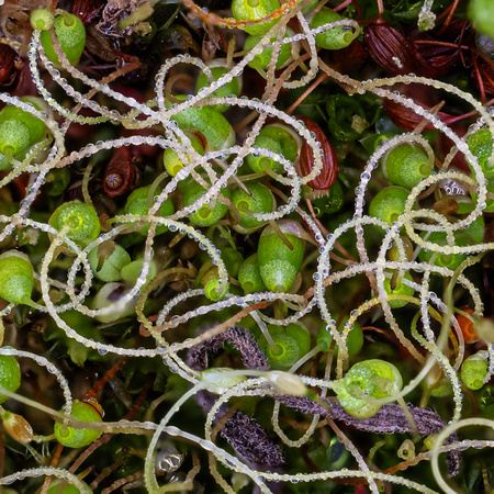 3rd Place 10 Pts 'Bonfire Moss - Funaria hygrometrica' By Simon Smith