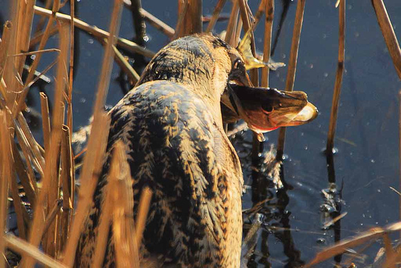 Bittern with Pike