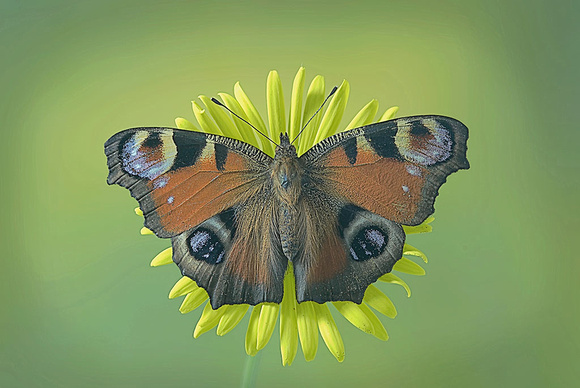 Peacock Butterfly on dandelion