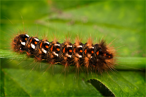 Knotgrass Moth Caterpillar1