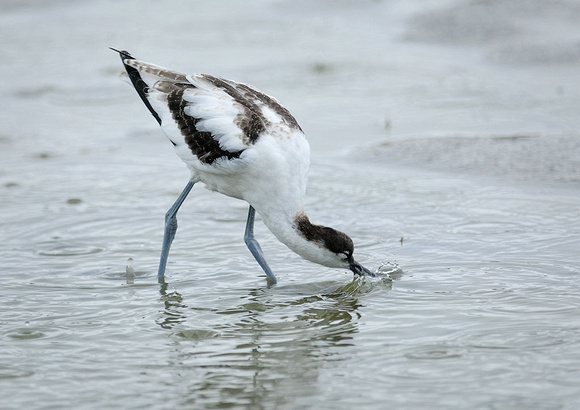 Avocet-young-feeding-in-the-rain-no-1