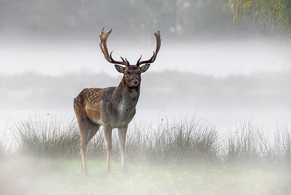 Fallow Deer Stag in Mist