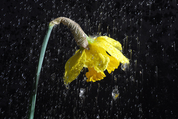 Daffodil in the Rain